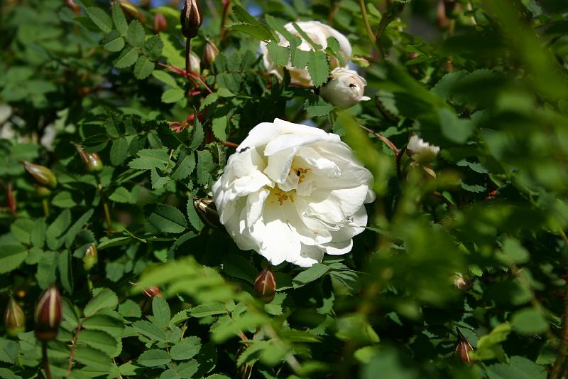 lehmila_juhannus_2005 034.jpg